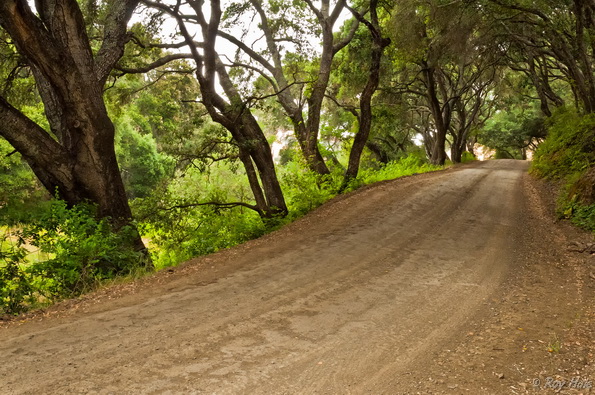 Country Lane