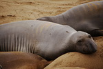 Elephant Seals