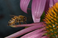 Bee Pink Flower