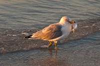 Sea Gull with Breakfast