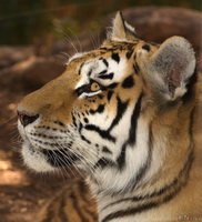 Tiger Profile