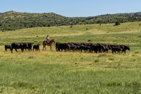 Herding Cows