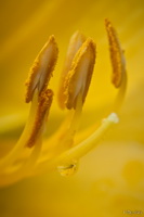 Yellow Stamen