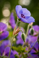 Backlit Purple Flower