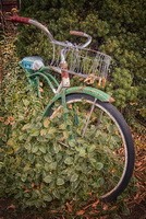 Bike in Weeds