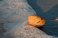 Shell and Surf