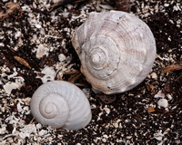 Shells in Dirt